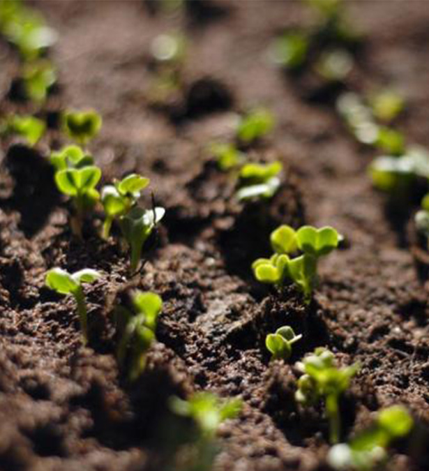 Agristar prodotti e servizi per l'Agricoltura